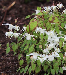 Epimedium grandiflorum nanum - 8cm pot 